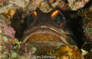 jawfish holding eggs in Lembeh by Alan Johnson 